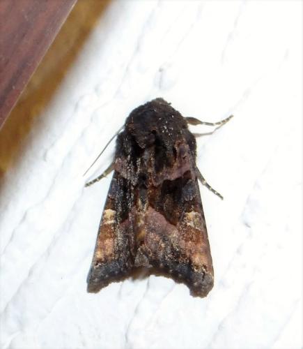 Réf. 307 403 : Euplexia lucipara